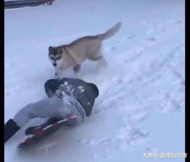 主人滑雪不小心摔了一跤，哈士奇為掩飾他尷尬，也跟著一起假摔！