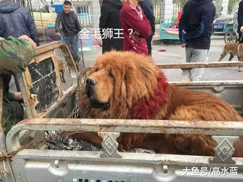 大叔常带藏獒出入集市，路人纷纷打听价格，得知真相却败兴而归