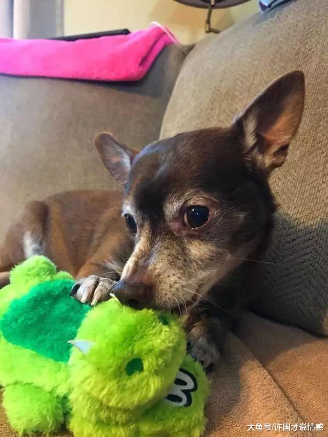 狗狗最爱的玩具弄丢，得知停产后以泪洗面，三天后的包裹让人意外