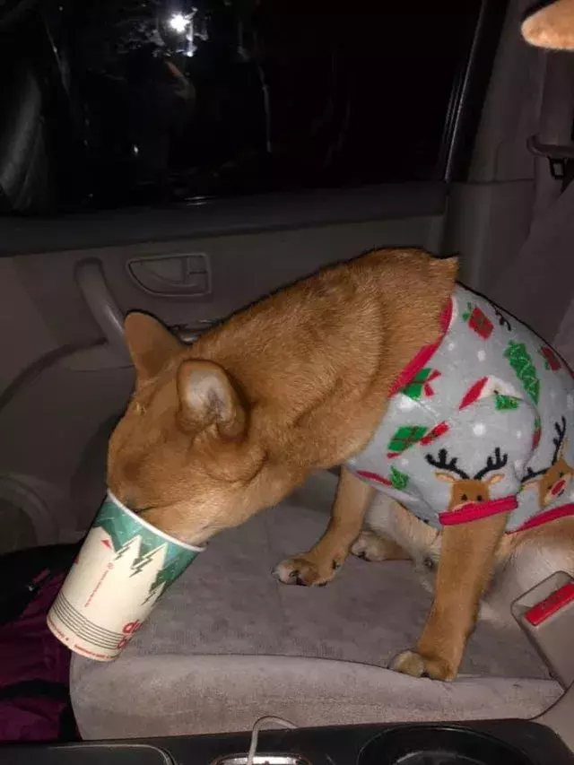 穿著睡衣的可愛汪星人