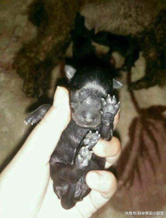 泰迪被隔壁雪纳瑞祸祸，生了一窝这玩意，主人悔不当初啊！