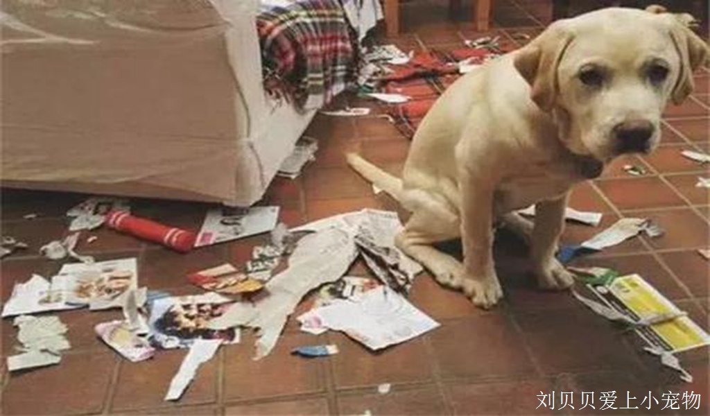 我家的宠物是在报复我吗？打翻垃圾桶还乱尿