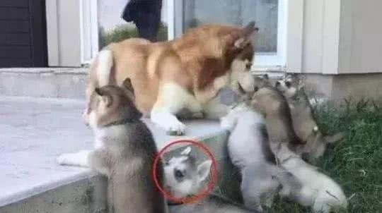 哈士奇不想给宝宝喂奶，想出的馊主意太好笑，主人：不愧为二哈！