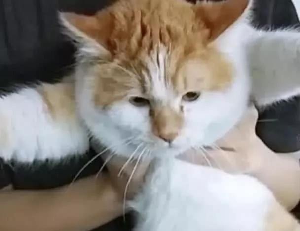 女生宿舍养橘猫被发现，猫咪因为太胖而藏不住！宿管阿姨都笑翻了