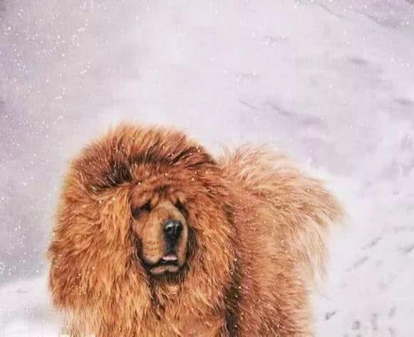 藏獒没被人炒作前是怎样的？看完才发现，自己见的都是“假藏獒”