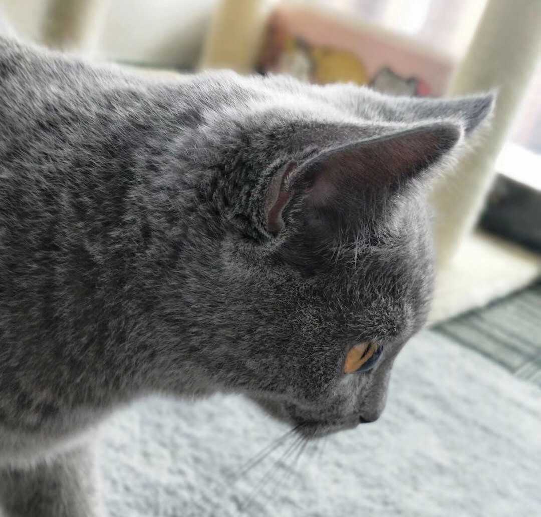 蓝猫多大了就可以洗澡了？给它洗澡需要注意那些事呢？