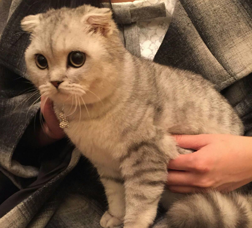 决心养猫，这需要铲屎官付出什么样的代价？