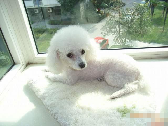 小女孩為了養一只狗狗，付出了太多的努力，結果狗狗還不聽話