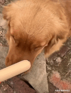 网友每次回老家，金毛都会叼个东西跟她换吃的，全网最讲究的狗子