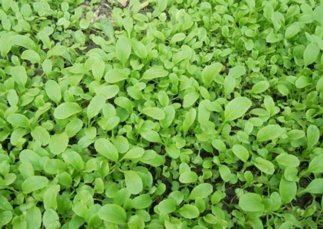 农村用人的粪尿浇菜，专家说不卫生，其实粪尿是最好的有机肥