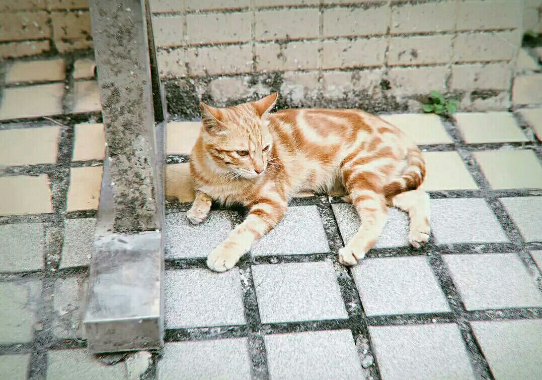 猫猫吃饭的时候，总是乐于分享，让我感到骄傲！