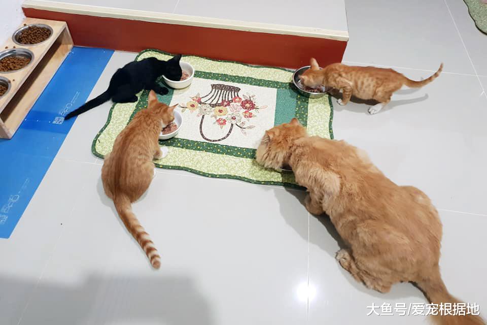 谁说加菲猫智商低？其实它只是长得蠢，实际上聪明得要命！