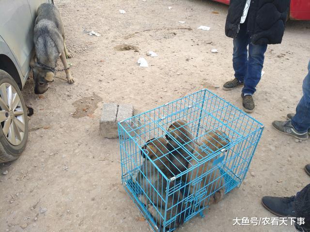 商贩狗市出售纯种昆明犬, 一只800元, 批发“六块”每只!