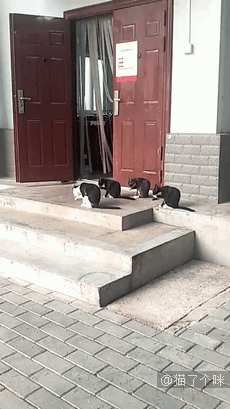 猫猫没错，是人类不该把东西放到猫猫想睡觉的地方