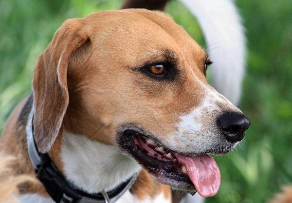 比格猎犬多少钱一只, 比格犬为什么很少人养!