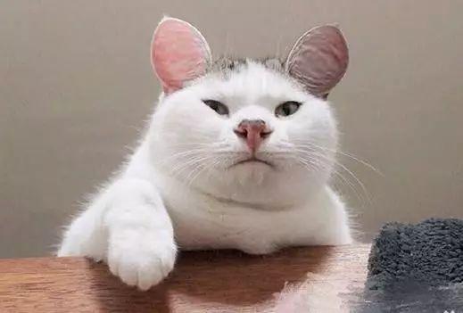 喵: 再说一遍, 朕是喵, 不是猪八戒!