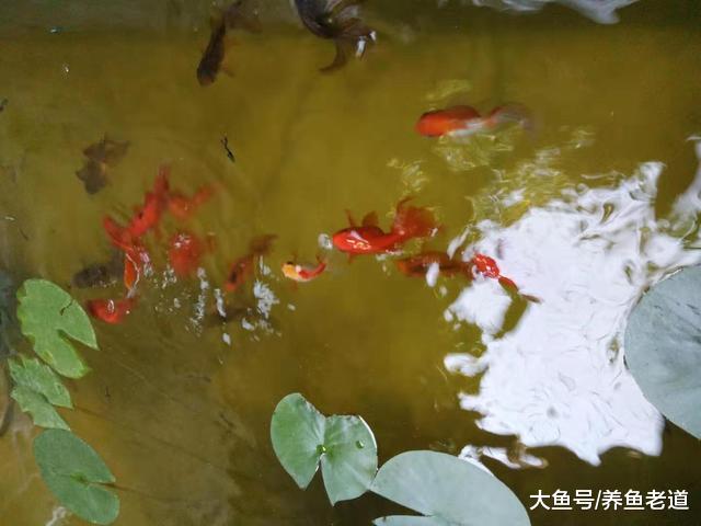 饲养观赏鱼如果我们这么来操作，那还会感觉到很累吗？