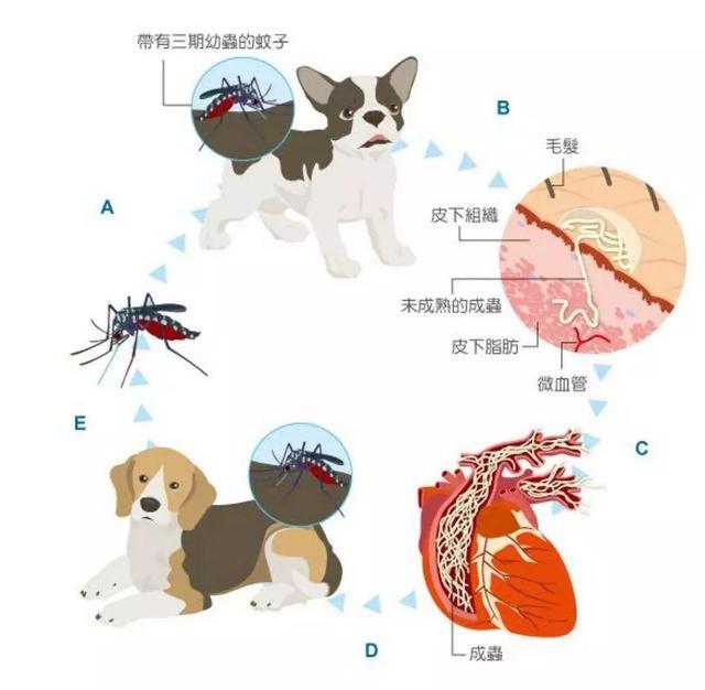 狗狗在家莫名染蟲，鏟屎官憂心寄生蟲危害，學會三點杜絕蟲害！