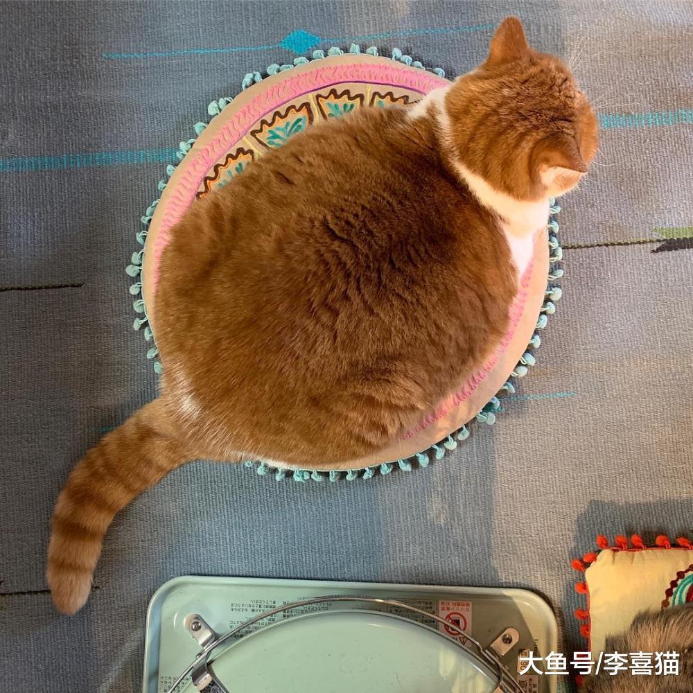 猫咪越胖越可爱? 负责任的铲屎官可不要这么想, 健康才最重要!