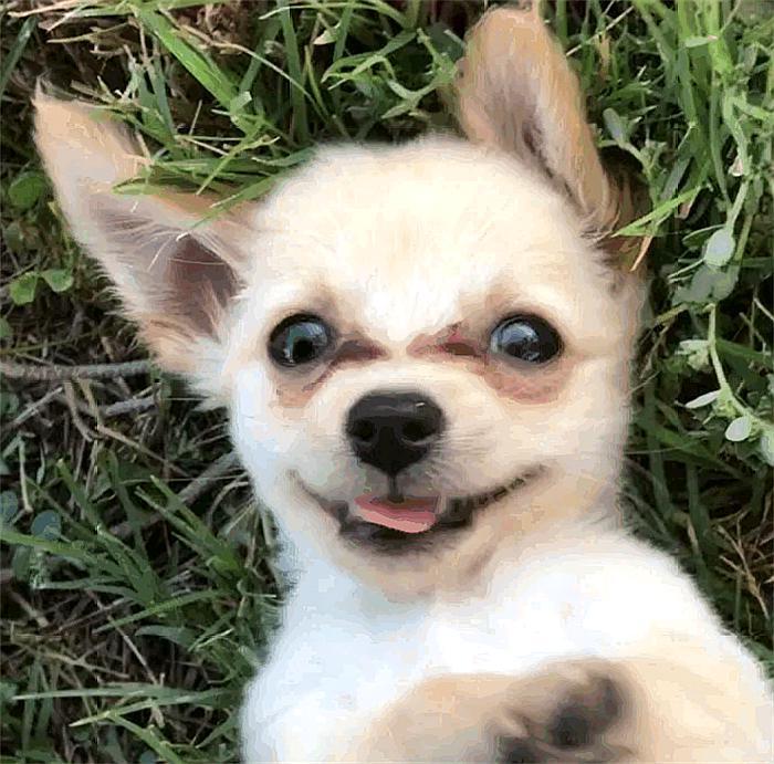 小狗狗遭遗弃，她说是为了保护它，原因让人既悲愤又感动