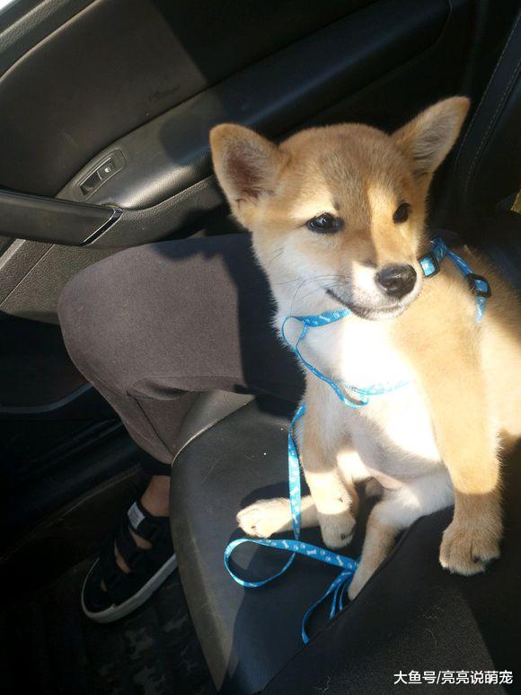 假期结束了，柴犬要跟主人离开老家了，可它还没有玩够