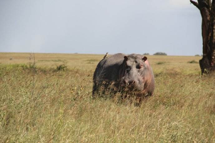 河马排便时为什么要甩？它从来不会安静拉完吗？
