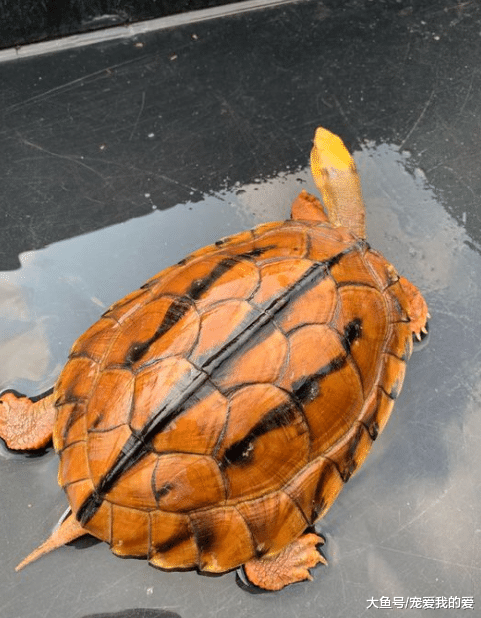 居然还有这种煲汤的方式，家中老父病重，男子花百万巨资买入一只乌龟。