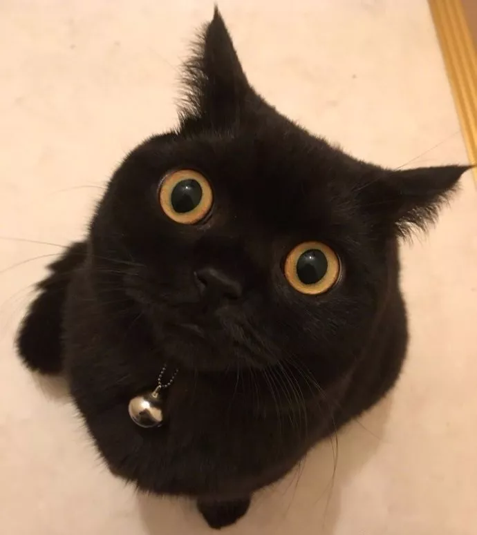 其实，猫的本质是打孔机吧！