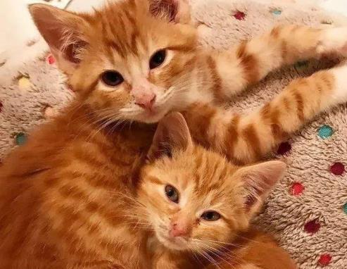 橘猫出去浪, 不久后生下一只独子, 主人: 这猫咋长得像泰迪