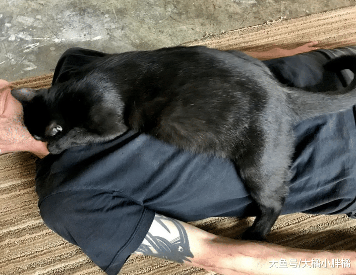 流浪猫被男子拒绝后，便“跟踪”到男子家，如今每天陪着男子上班