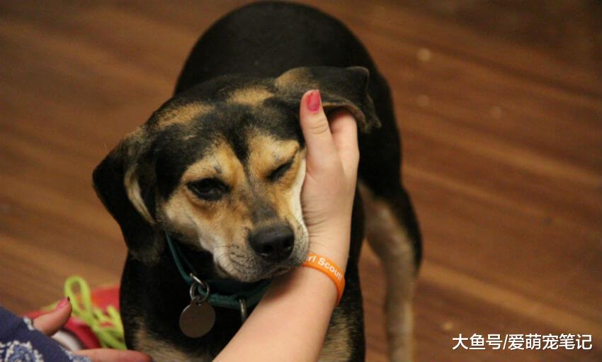 怎么让狗狗感受到主人的爱意？学会这五个动作，让它爱你到极致！