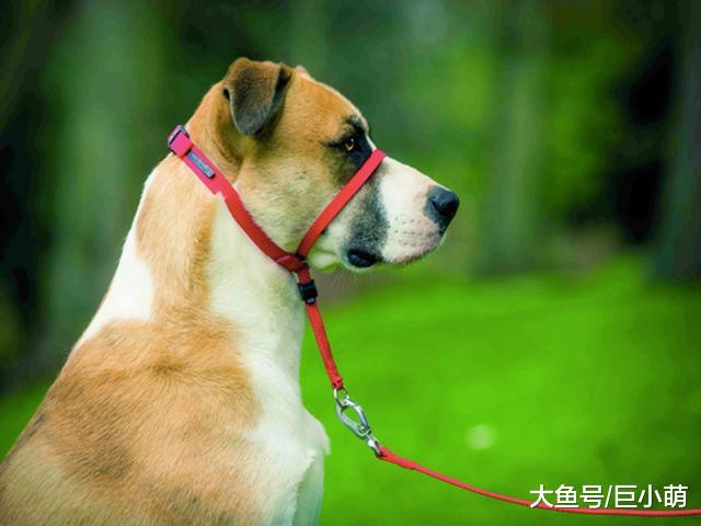 别指望靠项圈和牵绳控制狗狗，项圈牵绳用不对，狗狗气管会坍塌