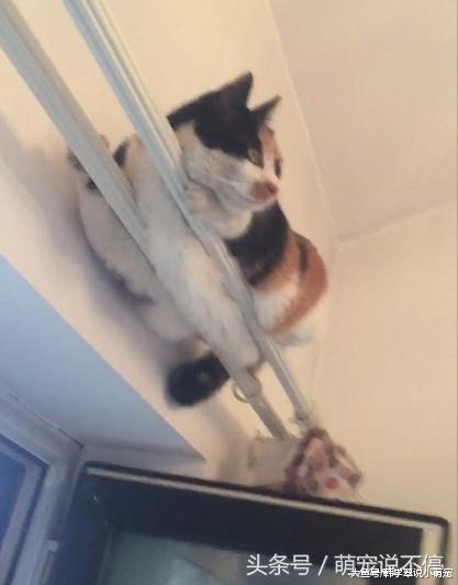 去朋友家做客，感觉被幽怨的眼神盯着，抬头一看笑喷了