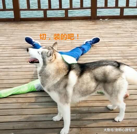 主人装晕测试二哈忠诚度，刚刚倒地30秒，心就慢慢开始凉了