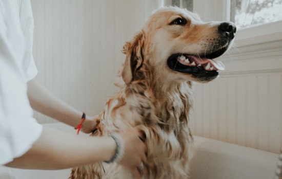 教你挑选金毛的小技巧，选出健康好狗狗