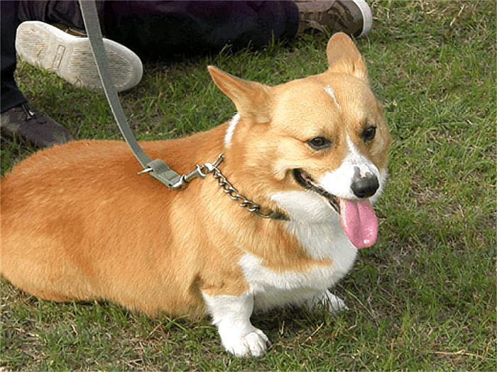 与其把狗关在家，不如送它去“上学”，“狗狗校车”在国外