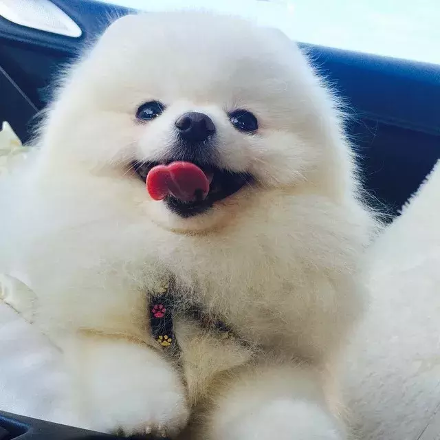 這些蓬松的博美犬，可愛到爆了！
