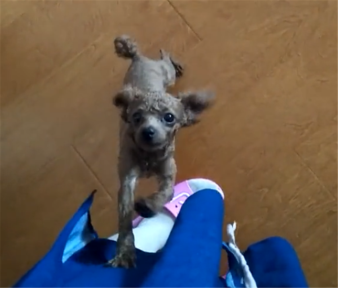 主人千辛万苦带狗去海边，被告知狗不能玩水，狗在帐篷里一脸渴望