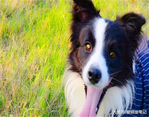 边牧今年5岁了，因会写字在网上走红，网友 ：狗界中的“书法家”