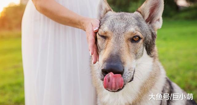 狗狗的眼部异样不能忽略，处理不当分分钟致盲
