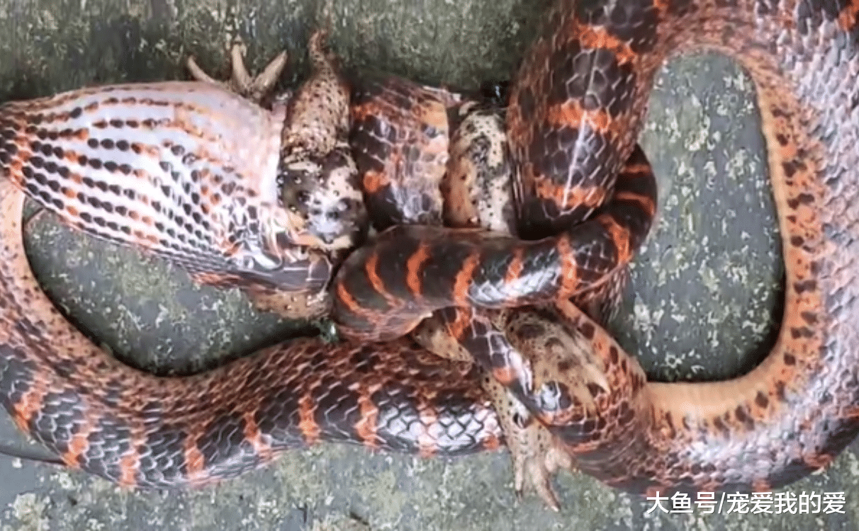 活久见！“巨蟒”吞食鳄鱼，差点肚皮被胀破，养一天花费十万以上