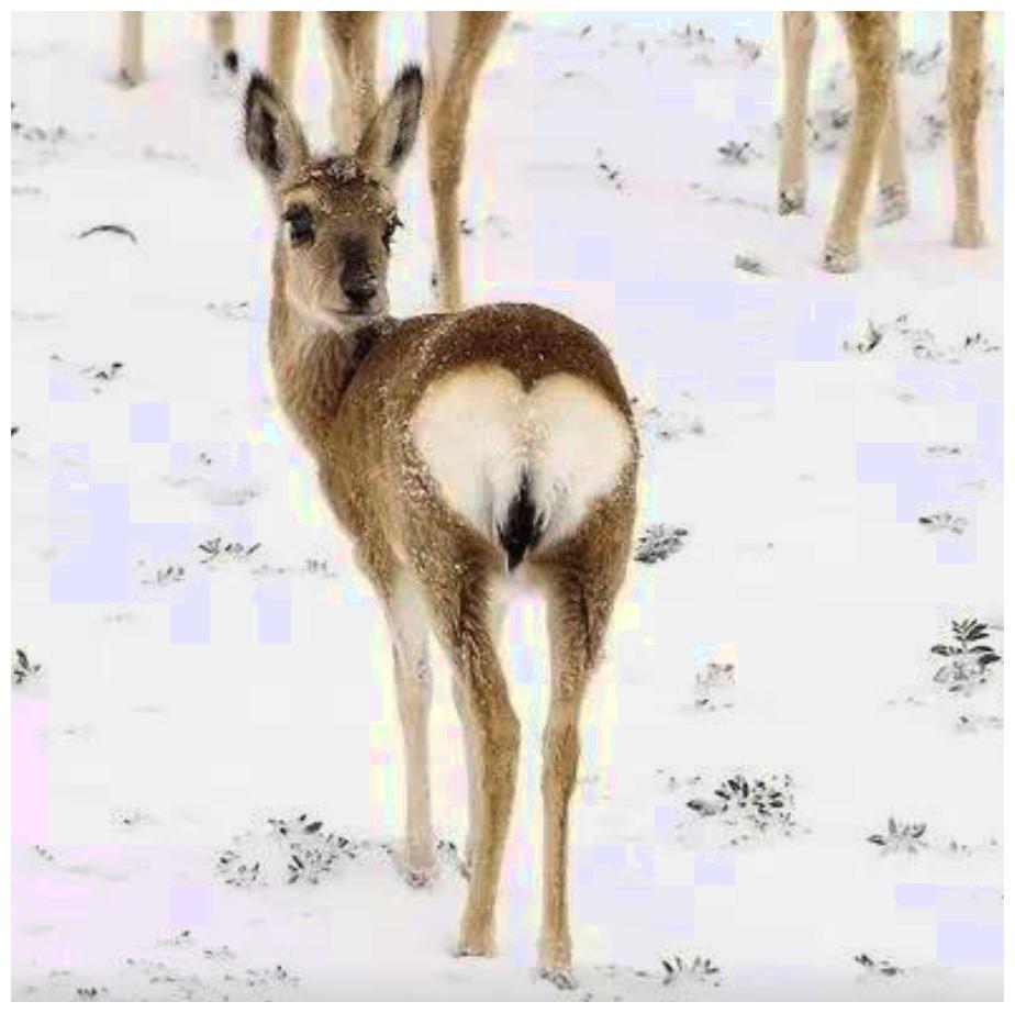 它被称为东北神兽, 屁股自带爱心, 眼神类似“你瞅啥”