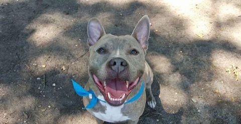 想哭，狗狗丢了5年，找到它时狗狗叼着5年前主人给它买的球