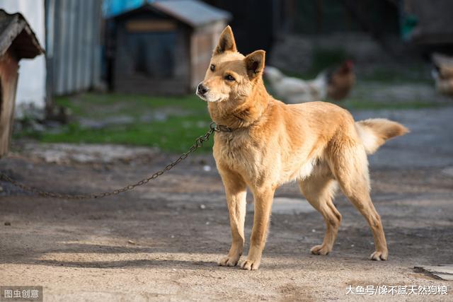 为什么有些人养狗却不让狗进屋呢？下面5点原因，你认可吗？