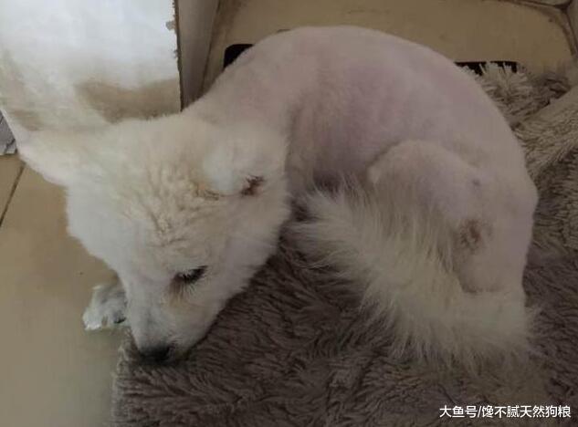 养狗的留意了: 这5个害狗禁忌, 会大大缩短狗狗的寿命!