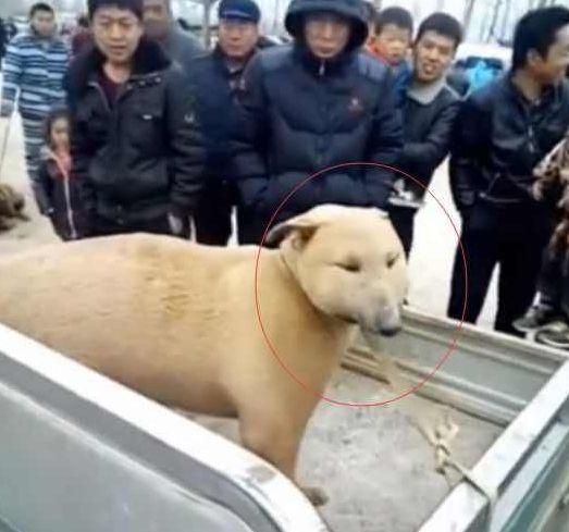 世界上最丑的土狗，长相太磕碜看到就想笑，网友：越看越像孙红雷