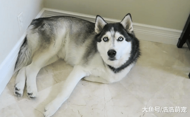 人气最高的5种狗, 柴犬在内, 第五种总会给主人带来麻烦
