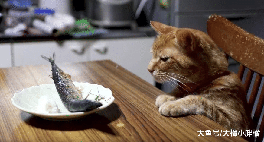橘猫面前摆着一条煎鱼，铲屎官再三嘱咐别碰，它的反应真是萌翻了