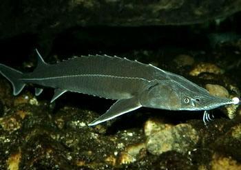 动物趣闻：盘点世界上濒危的六种鲟鱼，中国有两种上榜