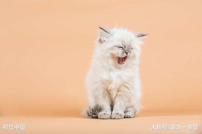 猫咪的一岁相当于人类的七岁？其实没有那么简单